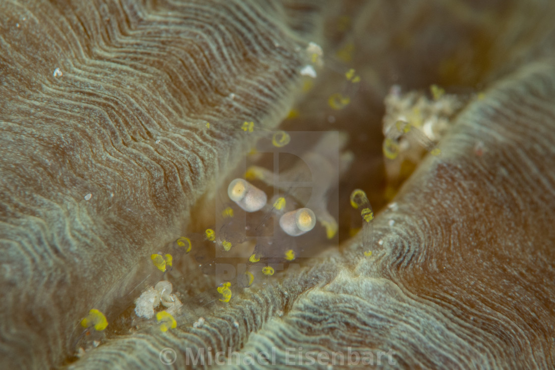 "Hidden Corallimorph Shrimp / Disc Anemone Shrimp / Pliopontonia Furtiva" stock image