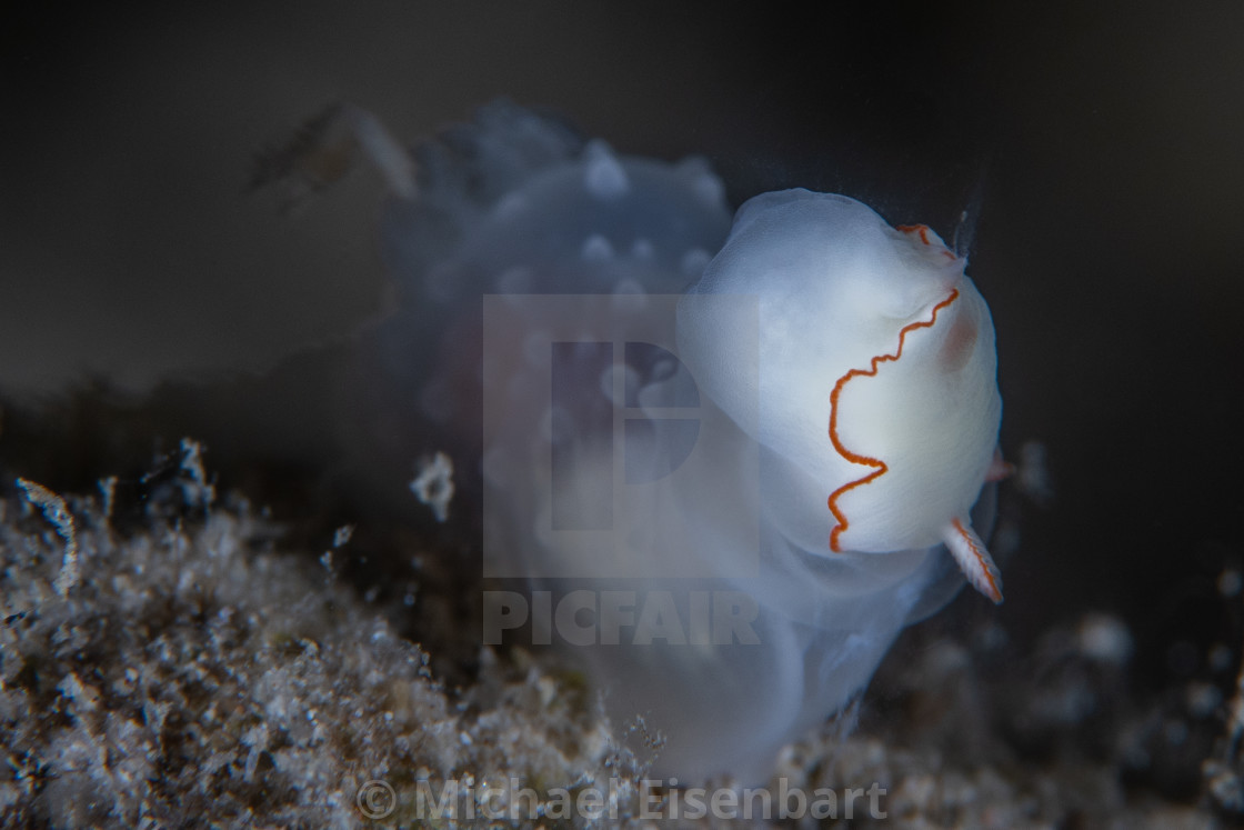 "Gymnodoris tuberculosa eating Thorunna furtiva" stock image