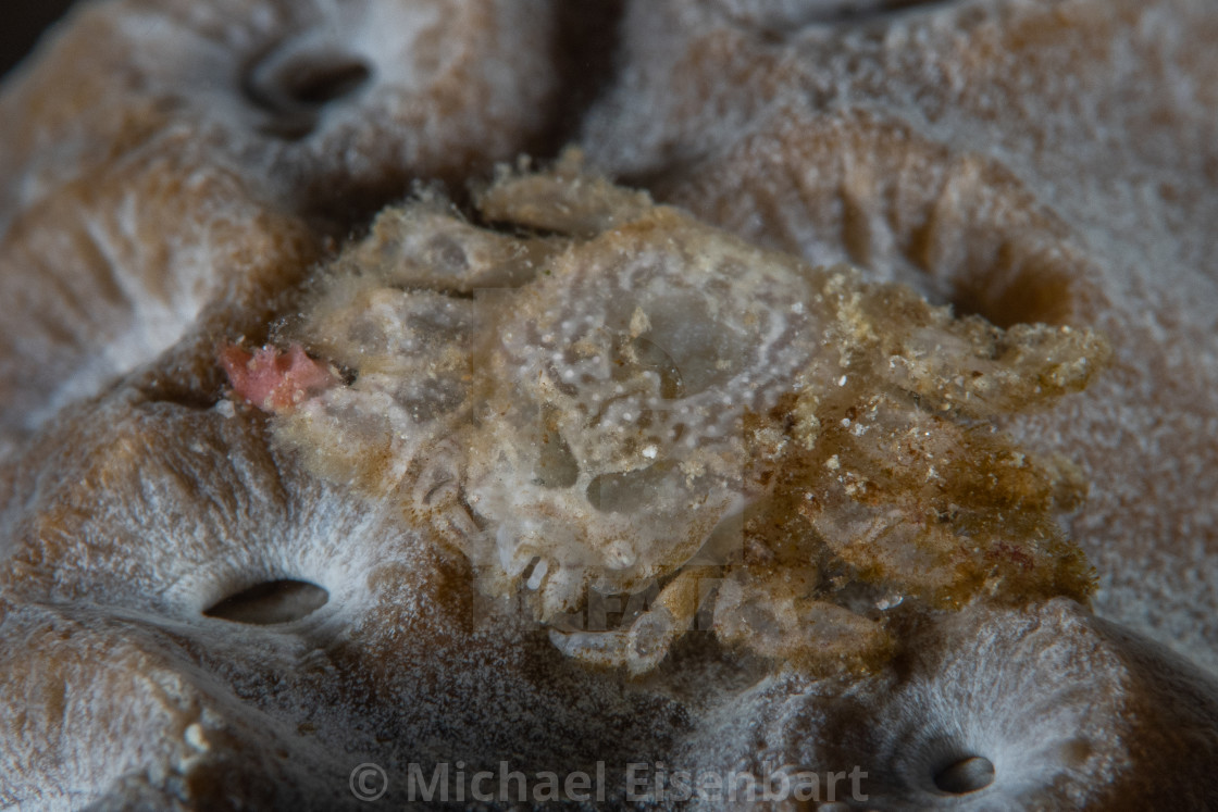 "Hole Coral Gall Crab / Neotroglocarcinus dawydoffi" stock image