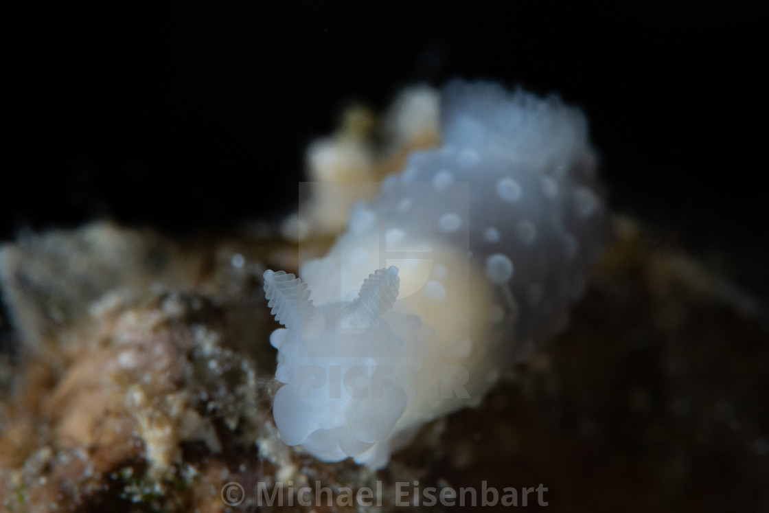 "Gymnodoris tuberculosa" stock image