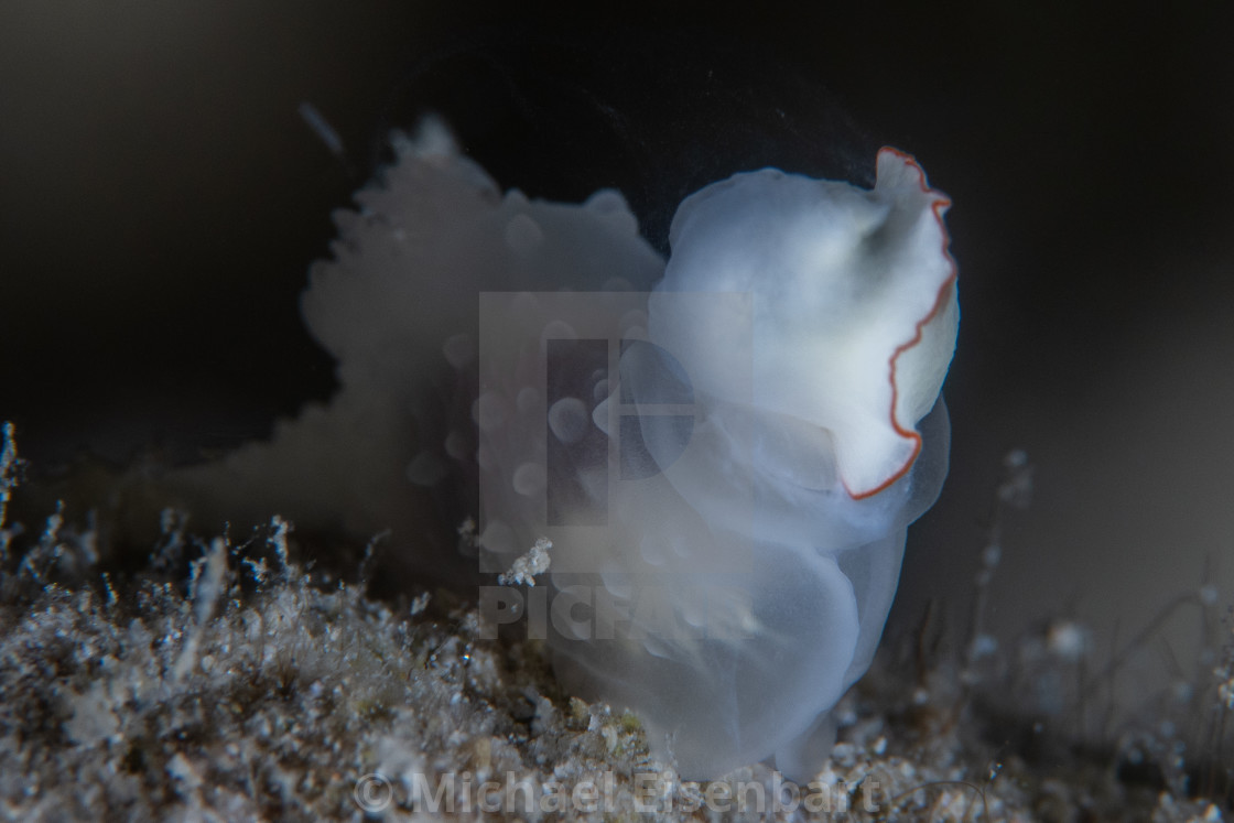 "Gymnodoris tuberculosa eating Thorunna furtiva" stock image