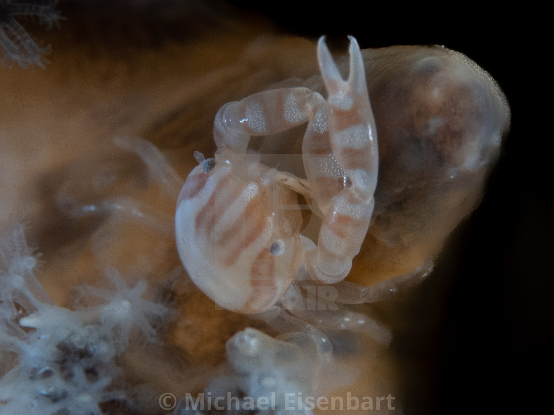 "Haig's Porcelain Crab / Porcellanella haigae" stock image