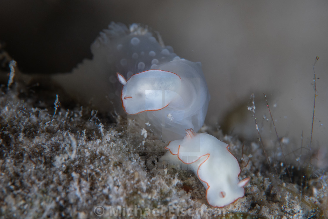 "Gymnodoris tuberculosa eating Thorunna furtiva" stock image