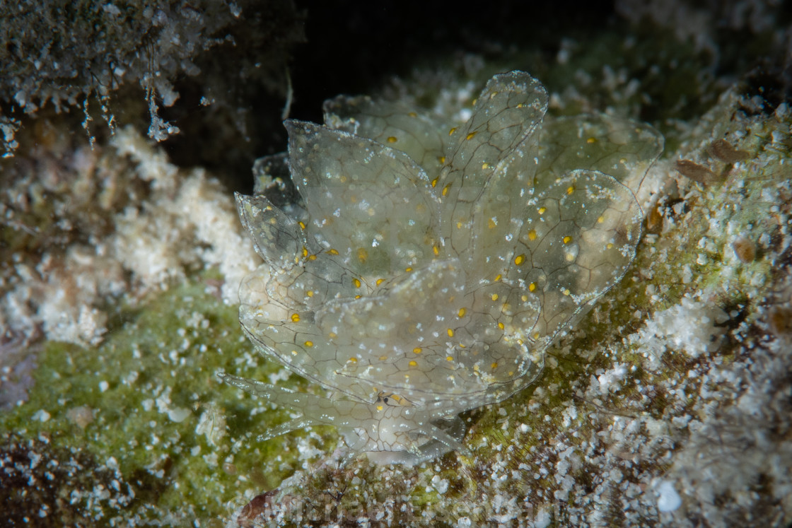 "Honeycomb Butterfly Seaslug / Cyerce sp. 04" stock image