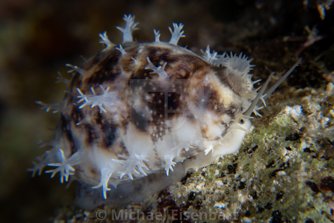 "Lynx Cowrie / Cypraea lynx" stock image