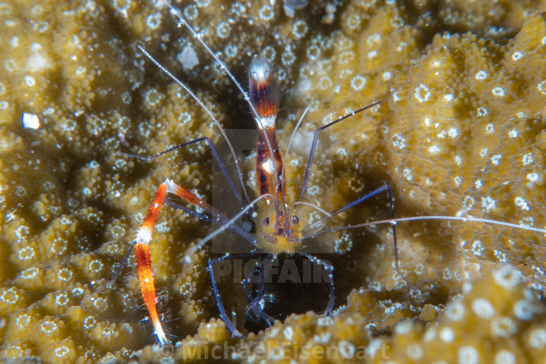 "Magenta Boxer Shrimp / Stenopus cyanoscelis" stock image