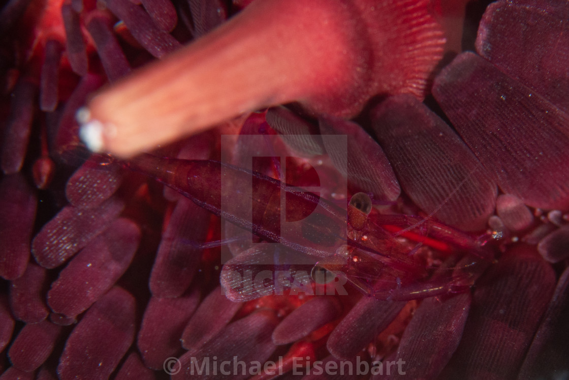 "Mclaughlin’s Urchin Shrimp / Periclimenes mclaughlinae" stock image