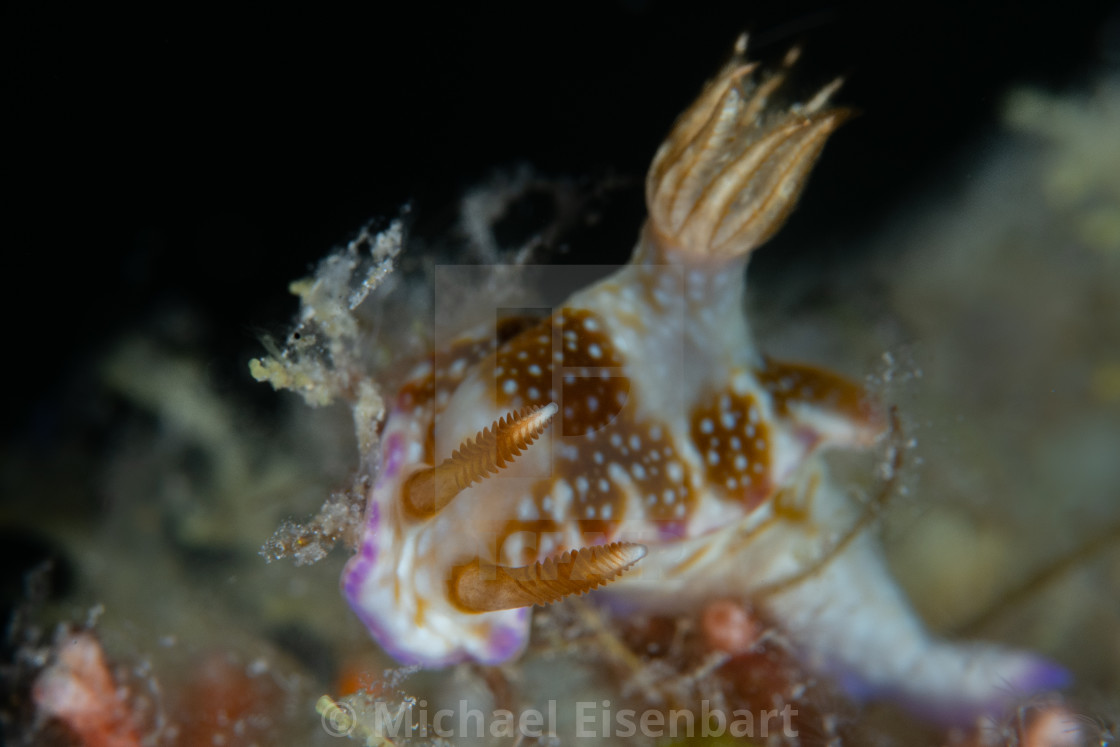 "Hypselodoris reidi" stock image