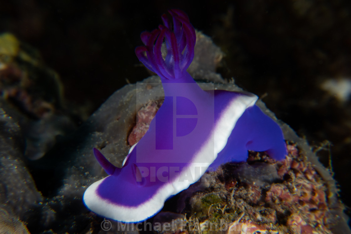 "Hypselodoris violacea" stock image