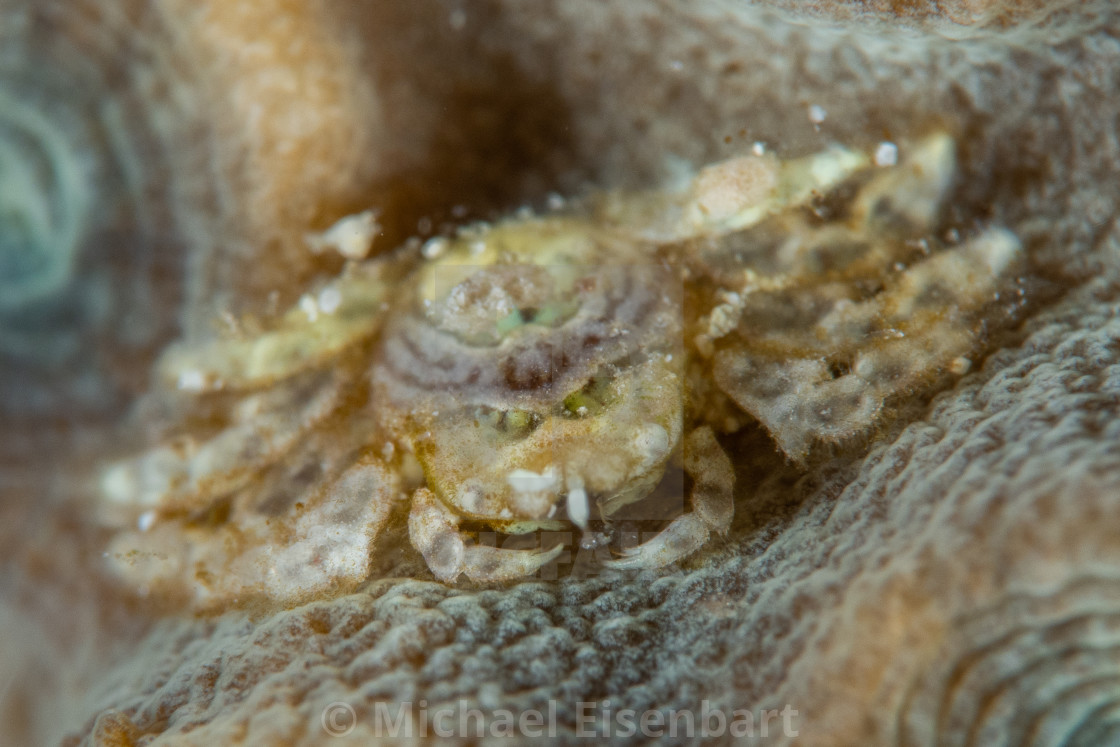 "Hong Kong Coral Gall Crab / Neotroglocarcinus hongkongensis" stock image