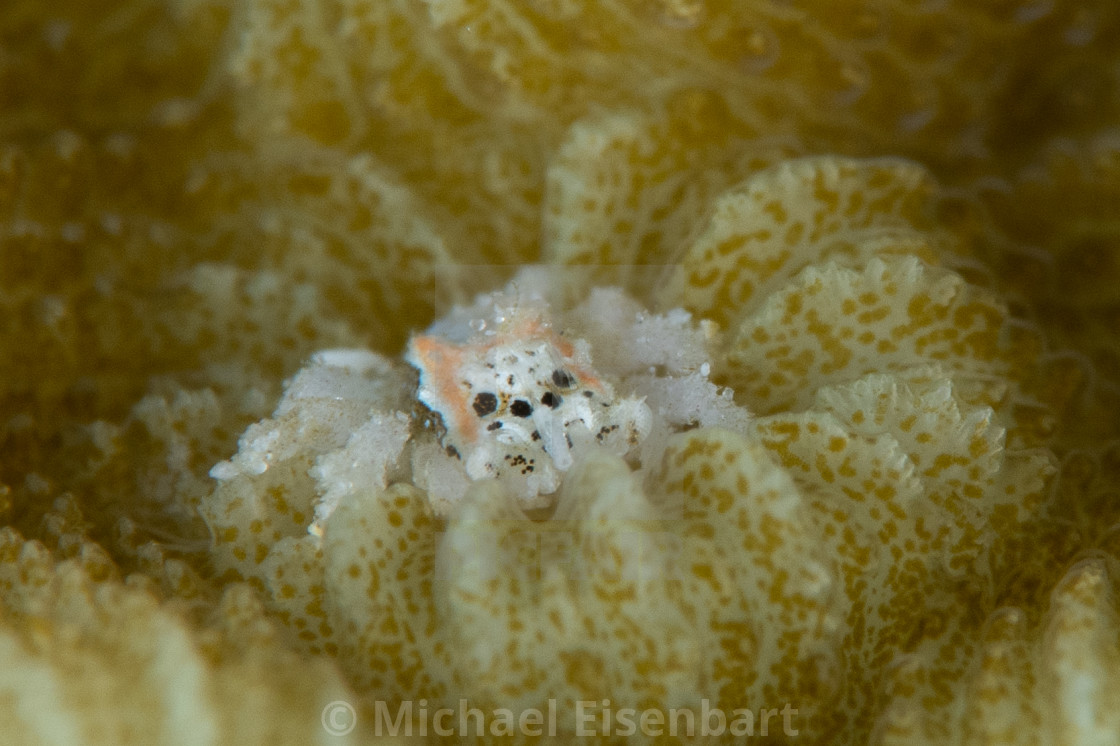 "Jumping-Spider Coral Gall Crab / Cryptochiridae" stock image