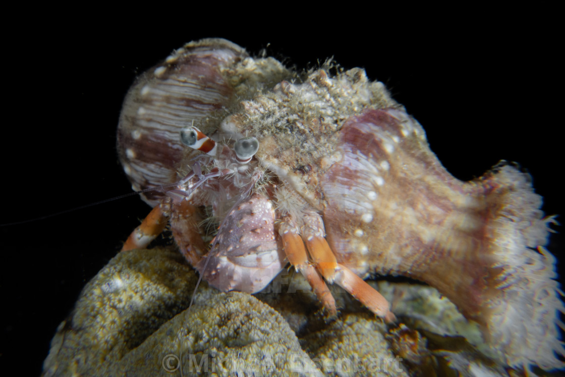 "Jeweled Anemone Hermit Crab / Dardanus gemmatus" stock image