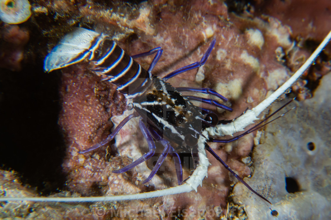 "Juvenile Painted Spiny Lobster / Panulirus versicolor" stock image