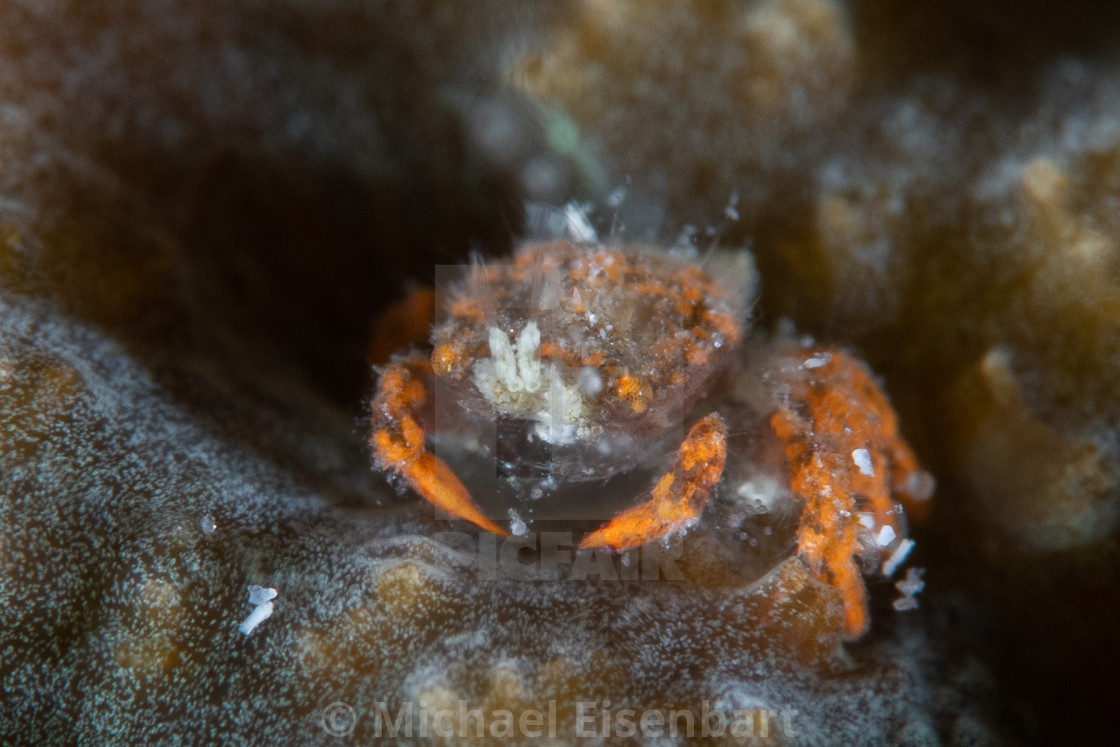 "Orange Coral Gall Crab / Cryptochiridae" stock image