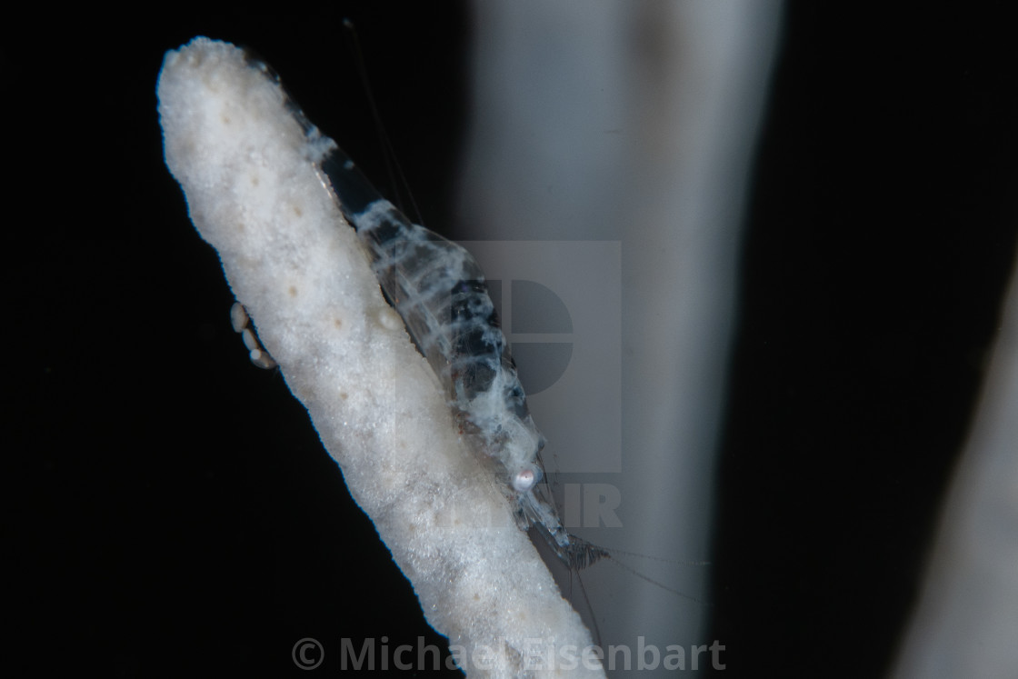 "Noumea Gorgonia Shrimp / Hamodactylus noumeae" stock image