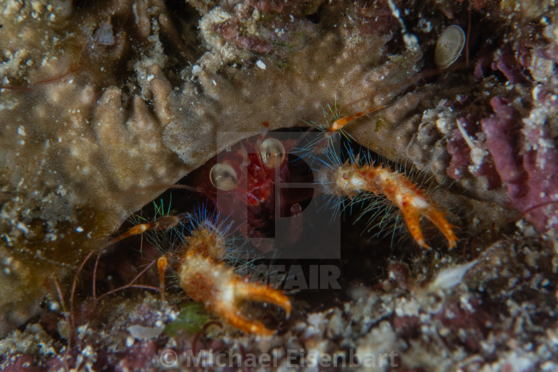 "Olivar's Squat Lobster / Munida olivarae" stock image