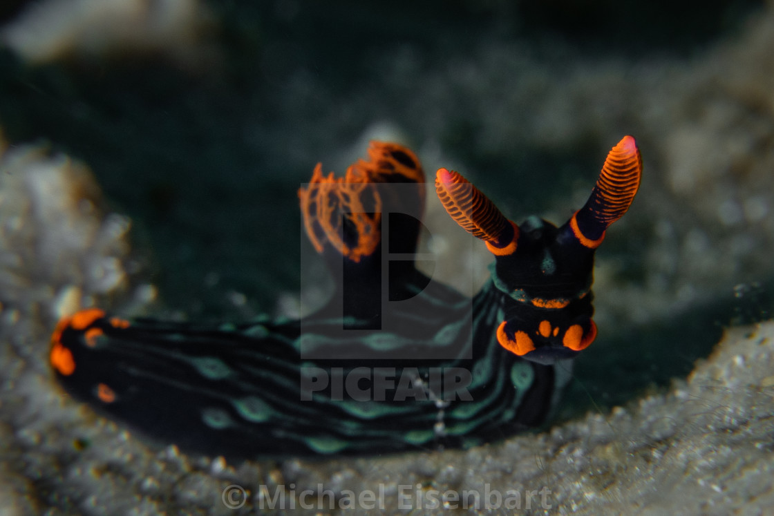 "Nembrotha kubaryana" stock image