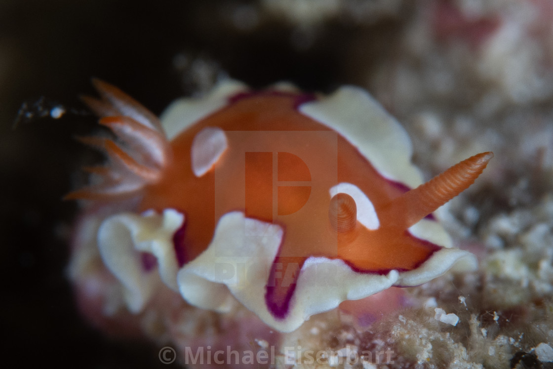 "Mexichromis pusilla" stock image