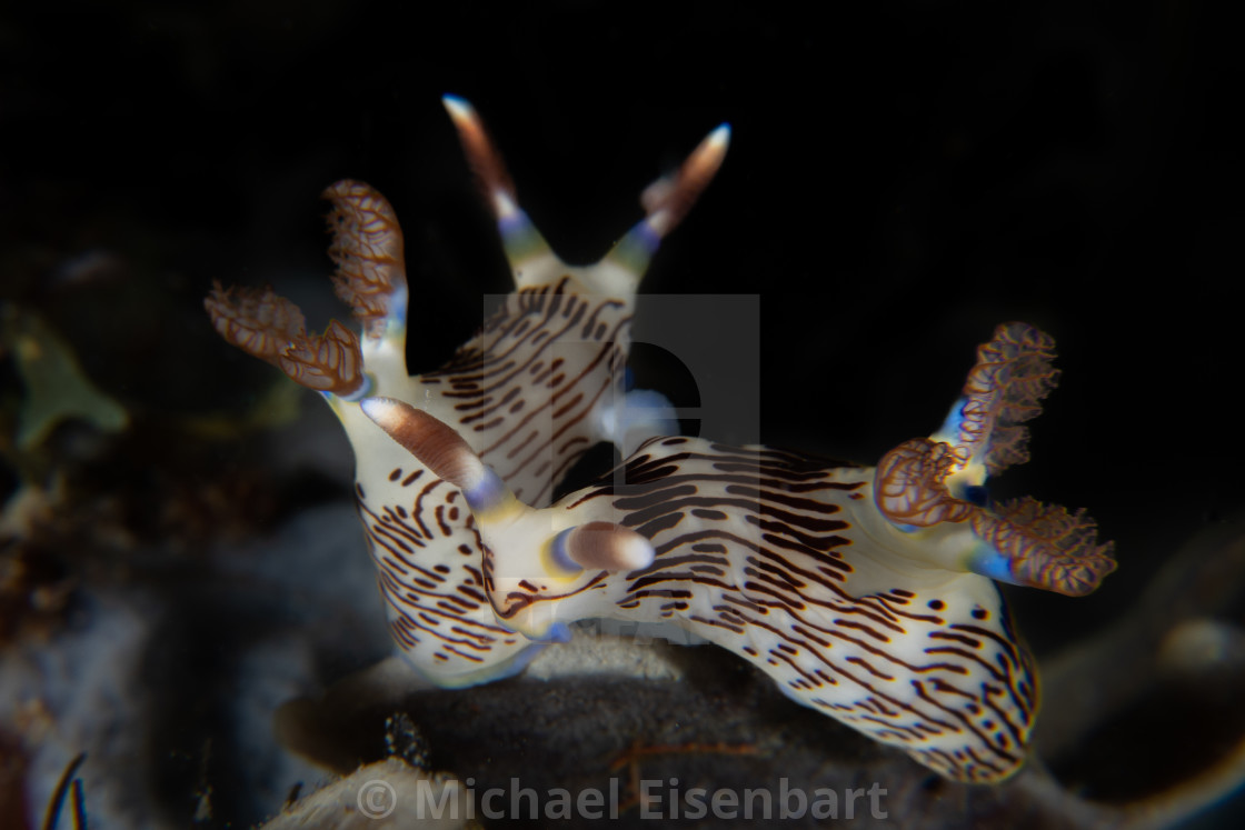 "Nembrotha lineolata mating" stock image