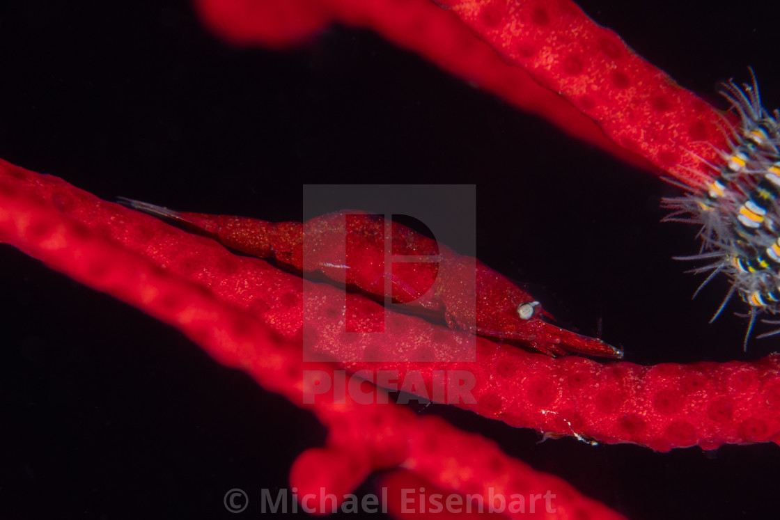 "Noumea Gorgonia Shrimp / Hamodactylus noumeae" stock image