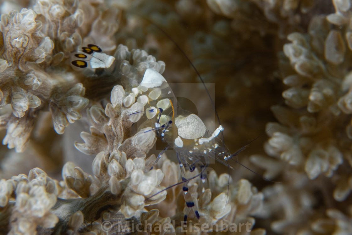 "Peacock-tail Anemone Shrimp / Ancylocaris brevicarpalis" stock image