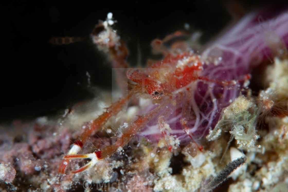 "Pink Squat Lobster / Galathea tanegashimae" stock image