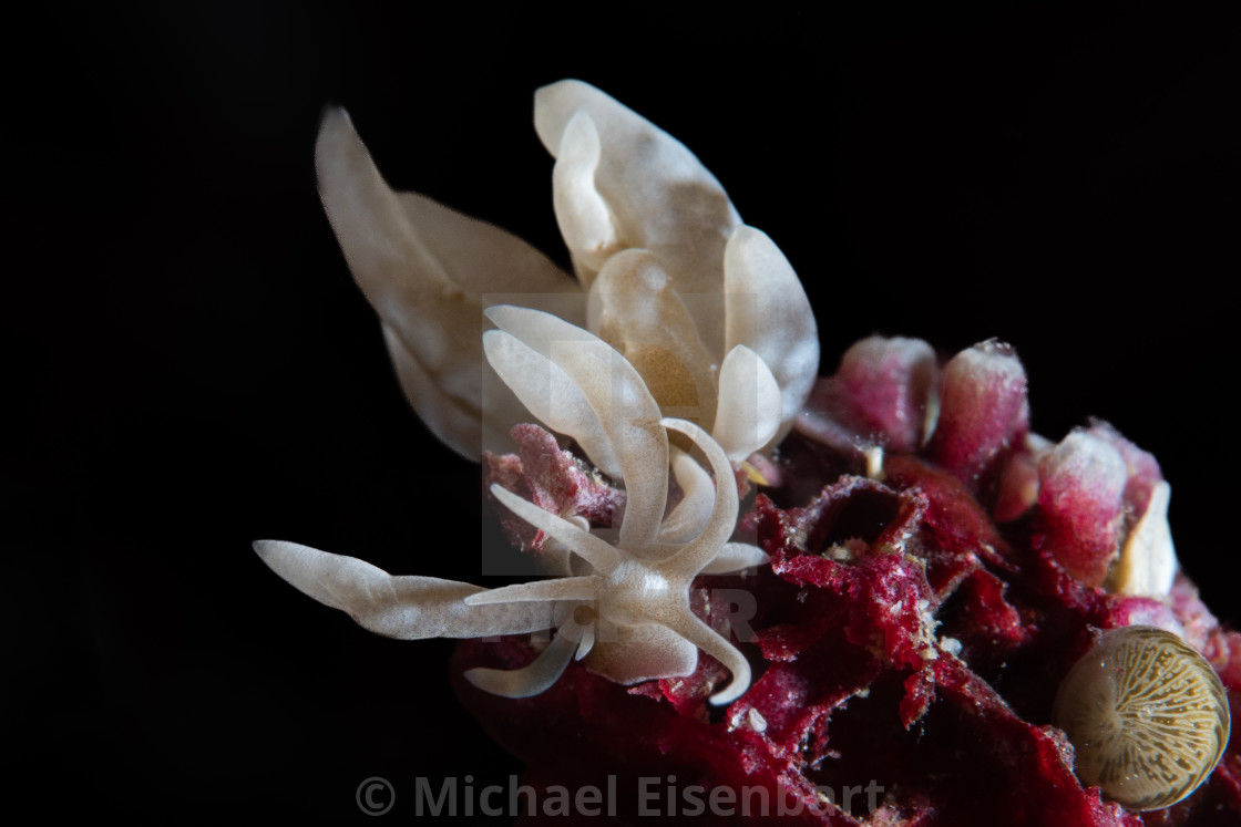 "Phyllodesmium pecten" stock image