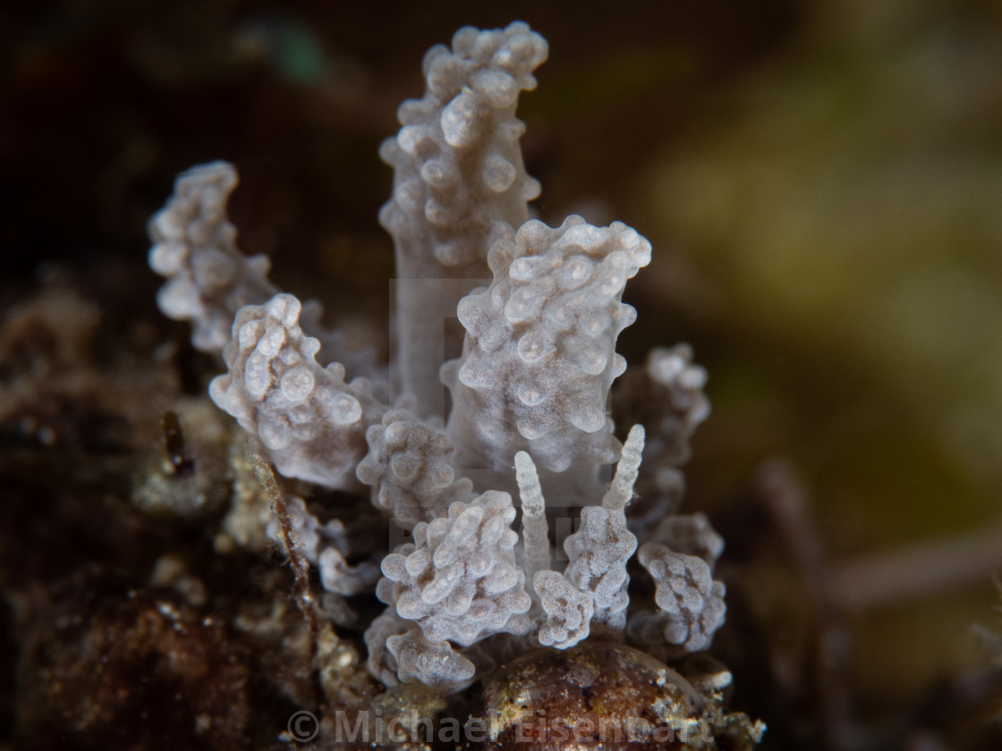 "Phyllodesmium tuberculatum" stock image