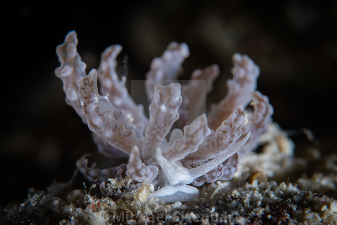 "Phyllodesmium lizardense" stock image