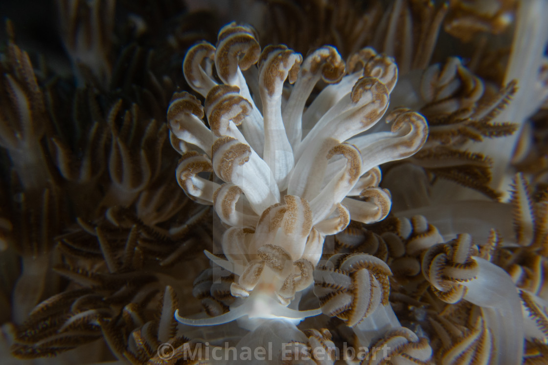 "Phyllodesmium jakobsenae" stock image