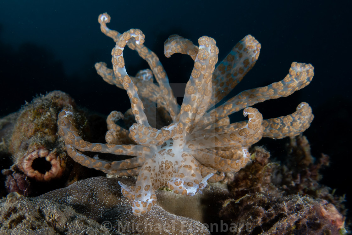 "Phyllodesmium longicirrum" stock image