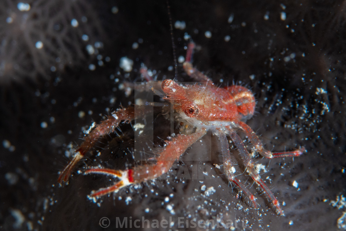 "Pink Squat Lobster / Galathea tanegashimae" stock image