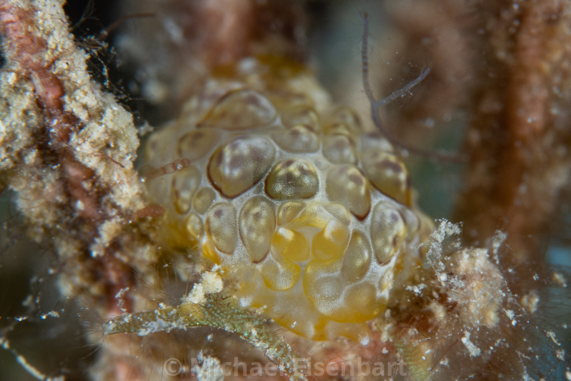 "Juvenile Pleurobranchus forskalii" stock image