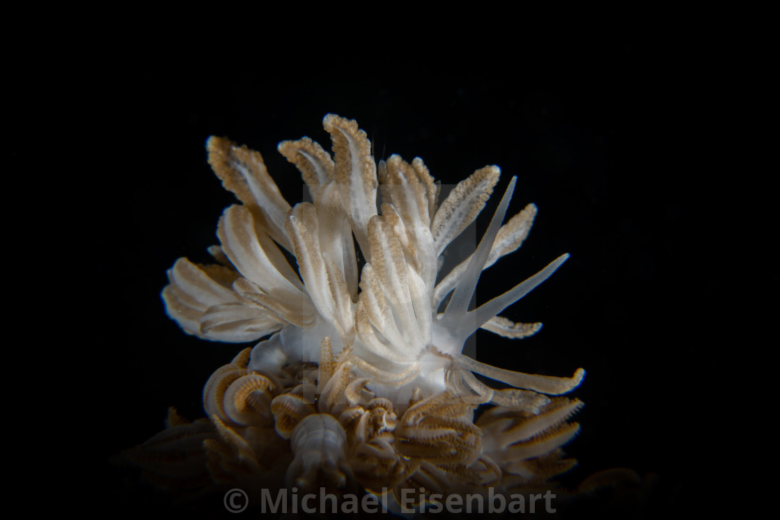 "Phyllodesmium jakobsenae" stock image