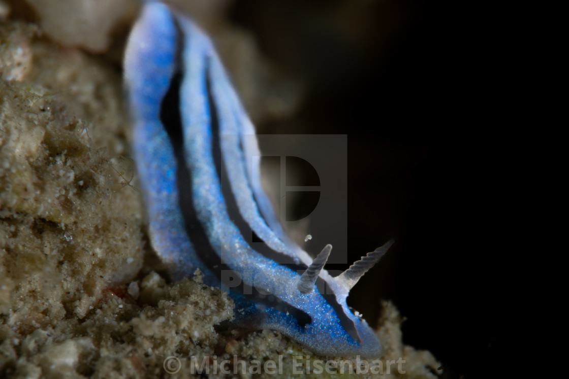 "Phyllidiopsis annae" stock image