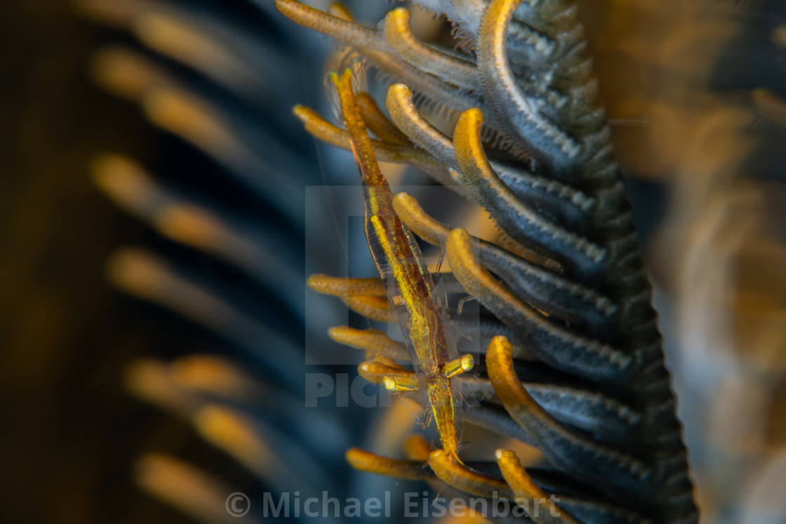 "Pointed-Snout Crinoid Shrimp / Brucecaris tenuis" stock image