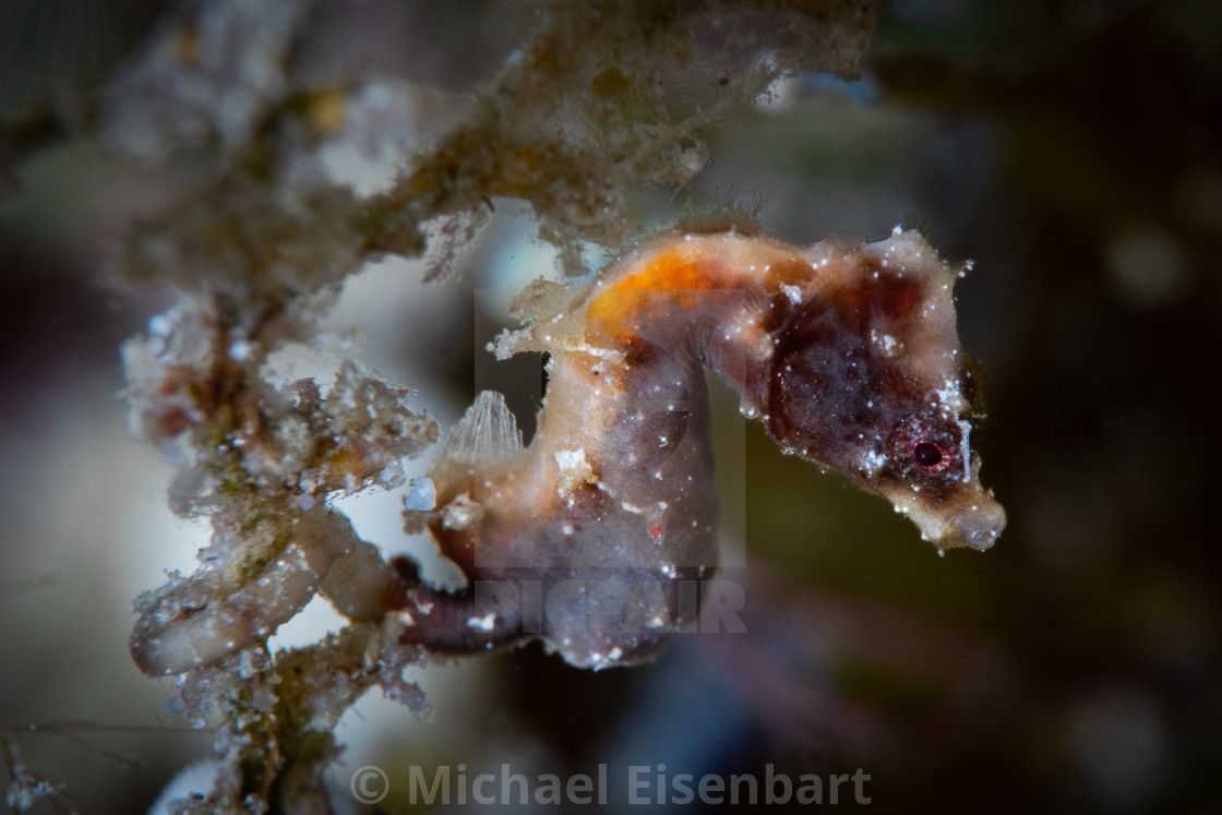 "Pontohi Pygmy Seahorse / Hippocampus pontohi" stock image