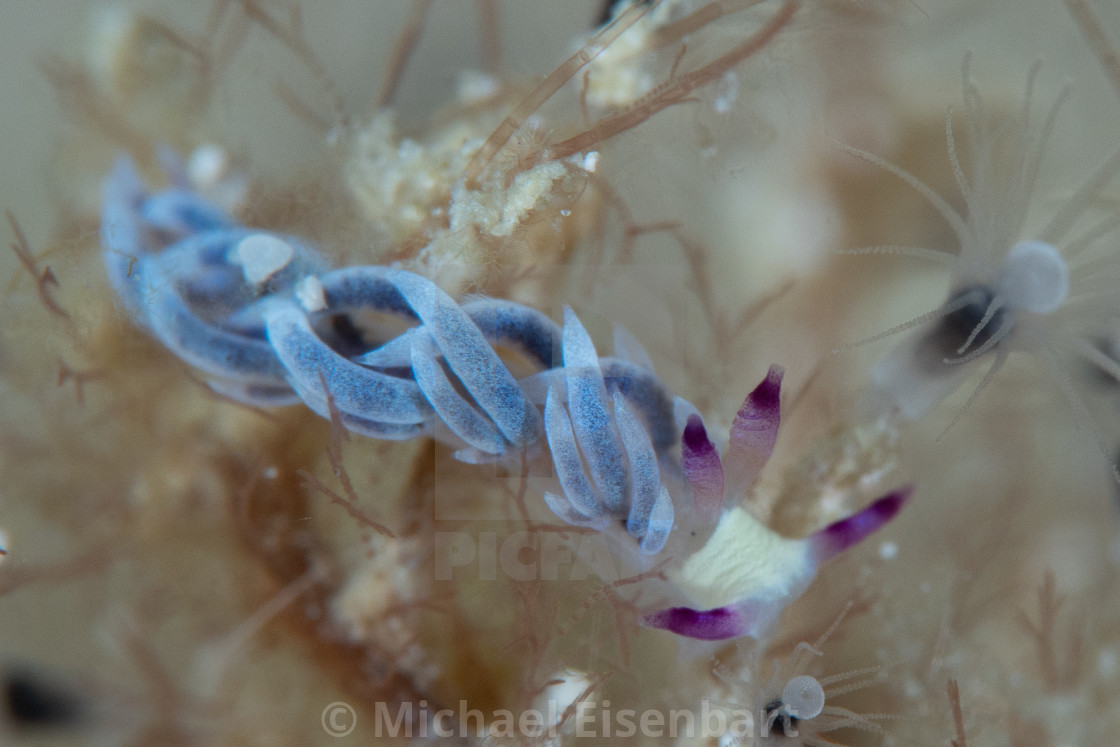 "Juvenile Pteraeolidia semperi" stock image