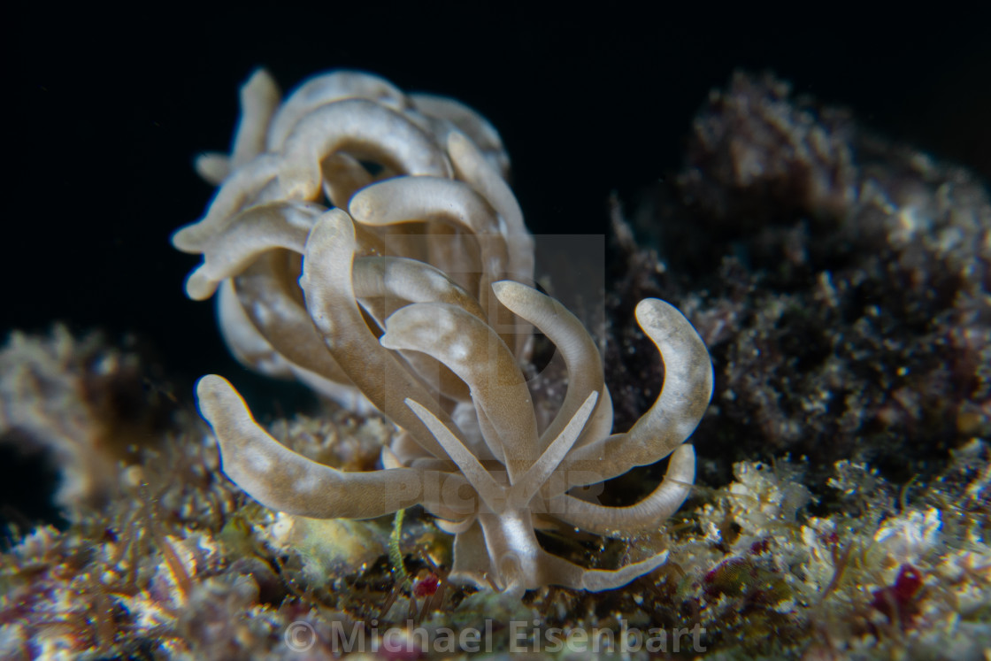 "Phyllodesmium colemani" stock image