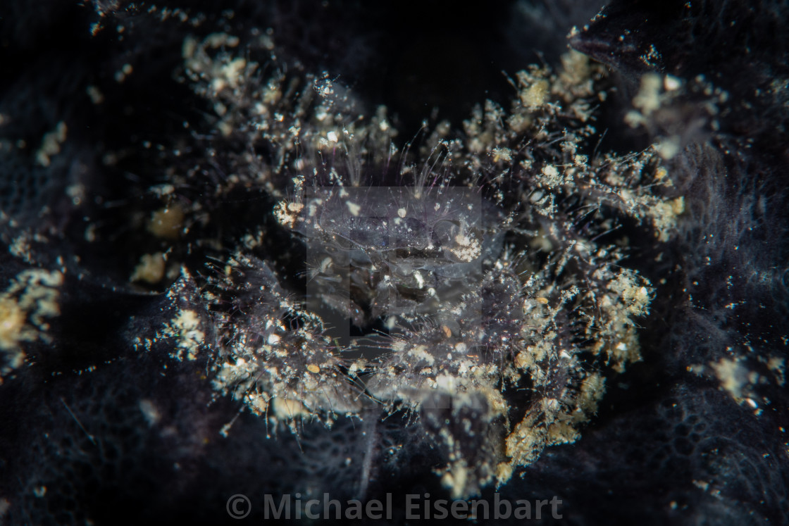 "Purple Hairy Crab / Pilumnid sp." stock image