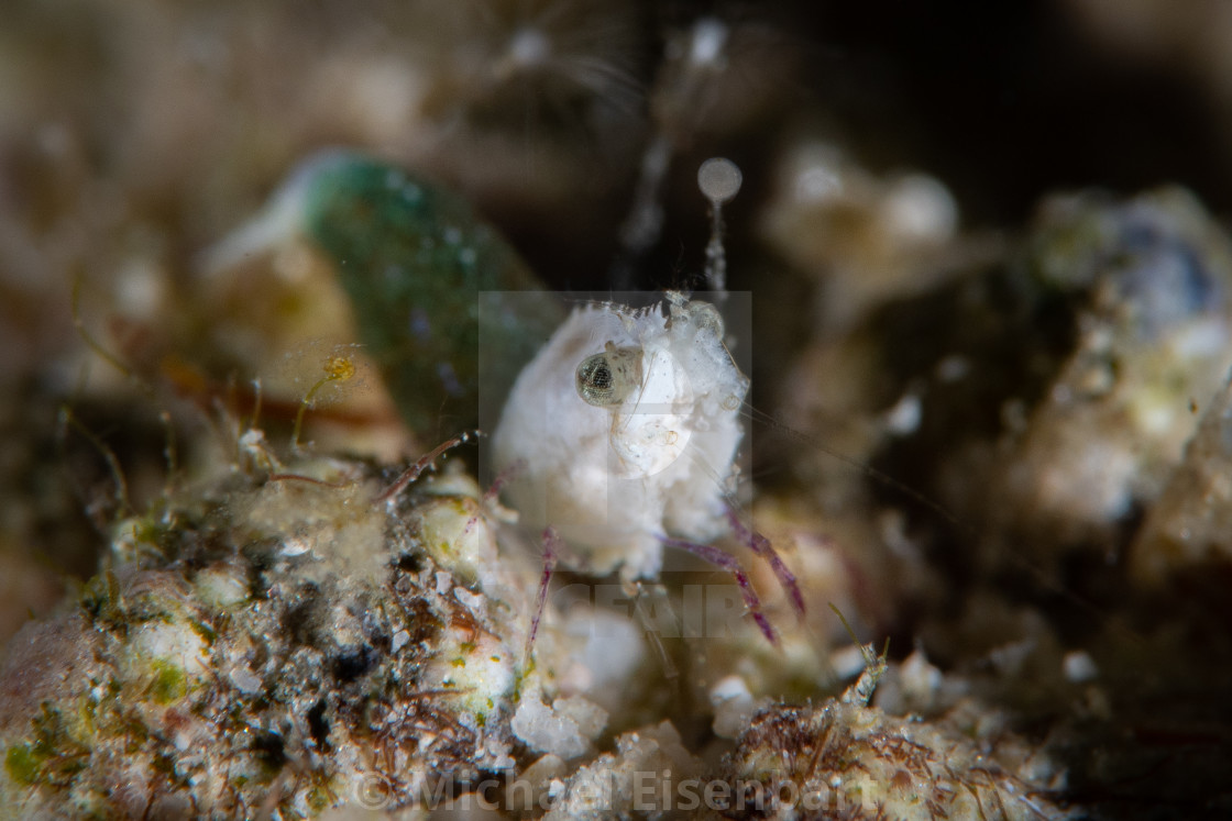 "Sashimi Shrimp / Hippolytidae sp." stock image