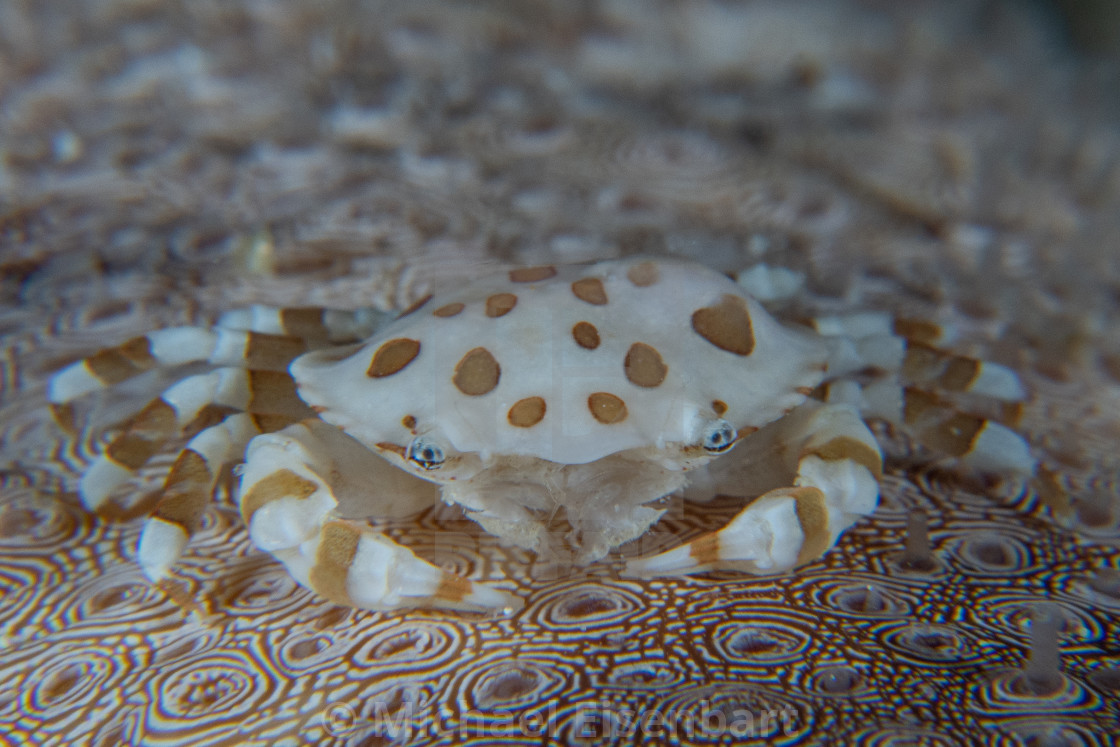 "Sea Cucumber Swimming Crab / Lissocarcinus orbicularis" stock image