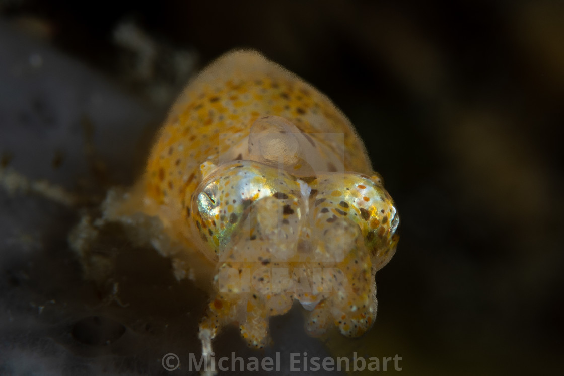 "Pygmy Squid / Xipholeptos notoides" stock image