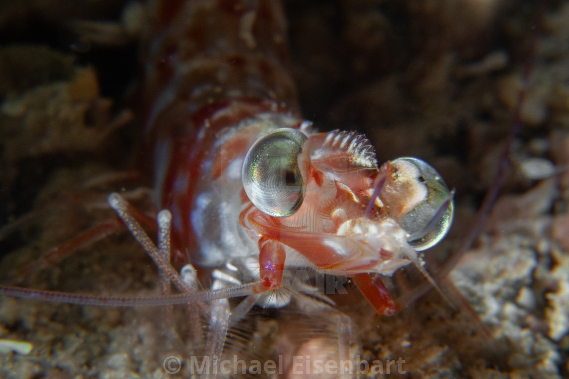 "Red-Dots Humpback Prawn / Metapenaeopsis sp." stock image