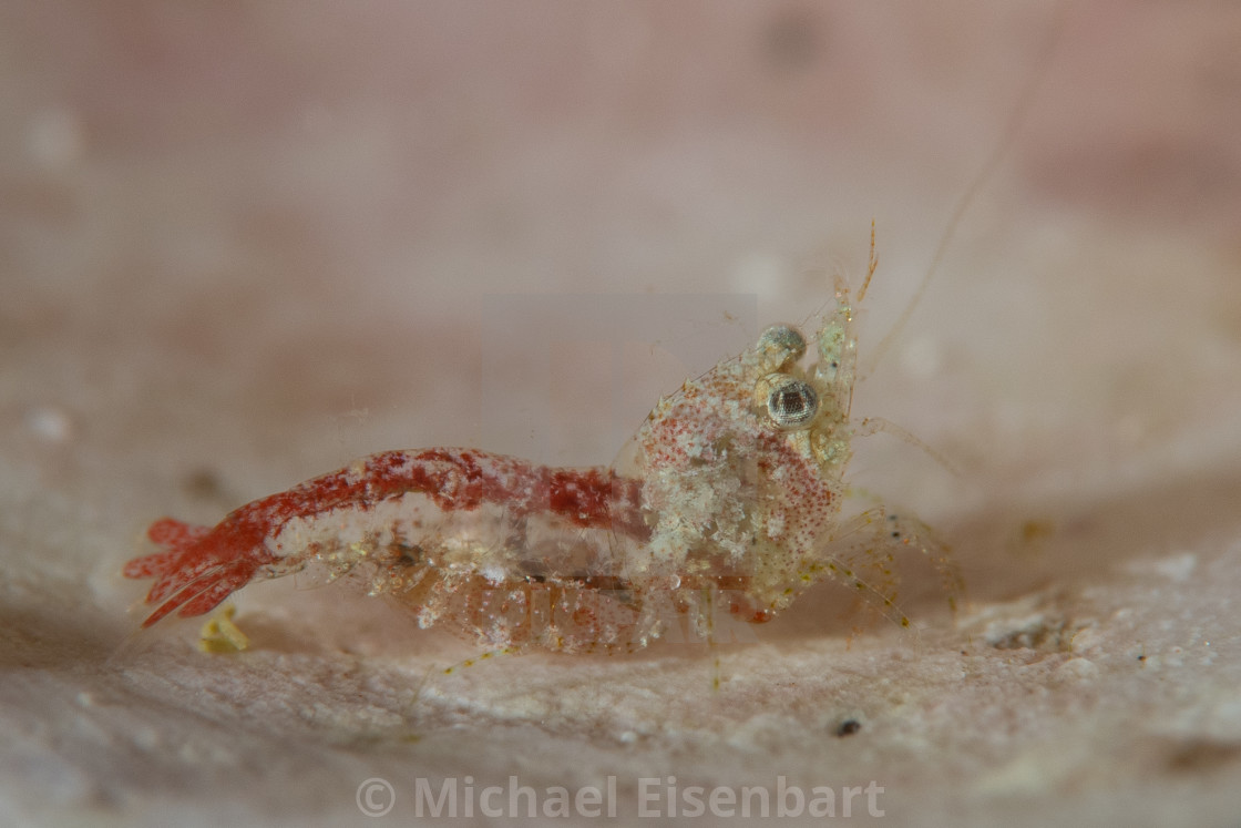 "Sashimi Shrimp / Hippolytidae sp." stock image