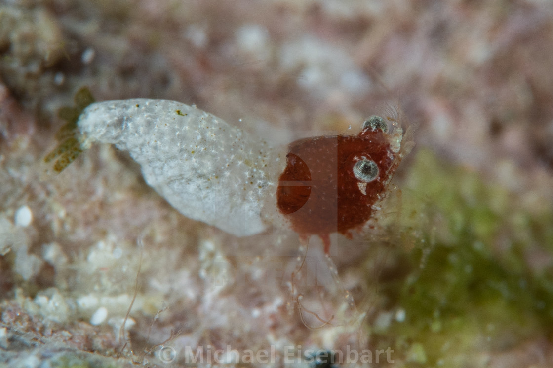 "Sashimi Shrimp / Hippolytidae sp." stock image