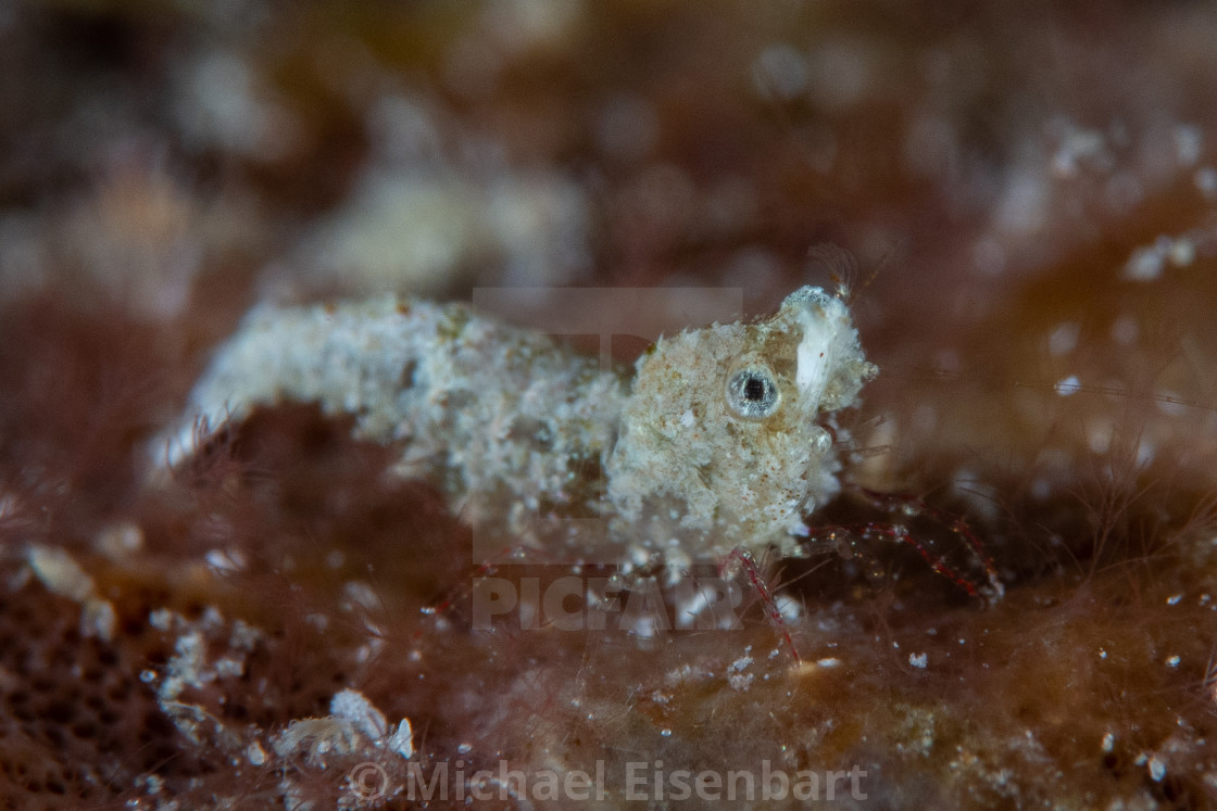 "Sashimi Shrimp / Hippolytidae sp." stock image