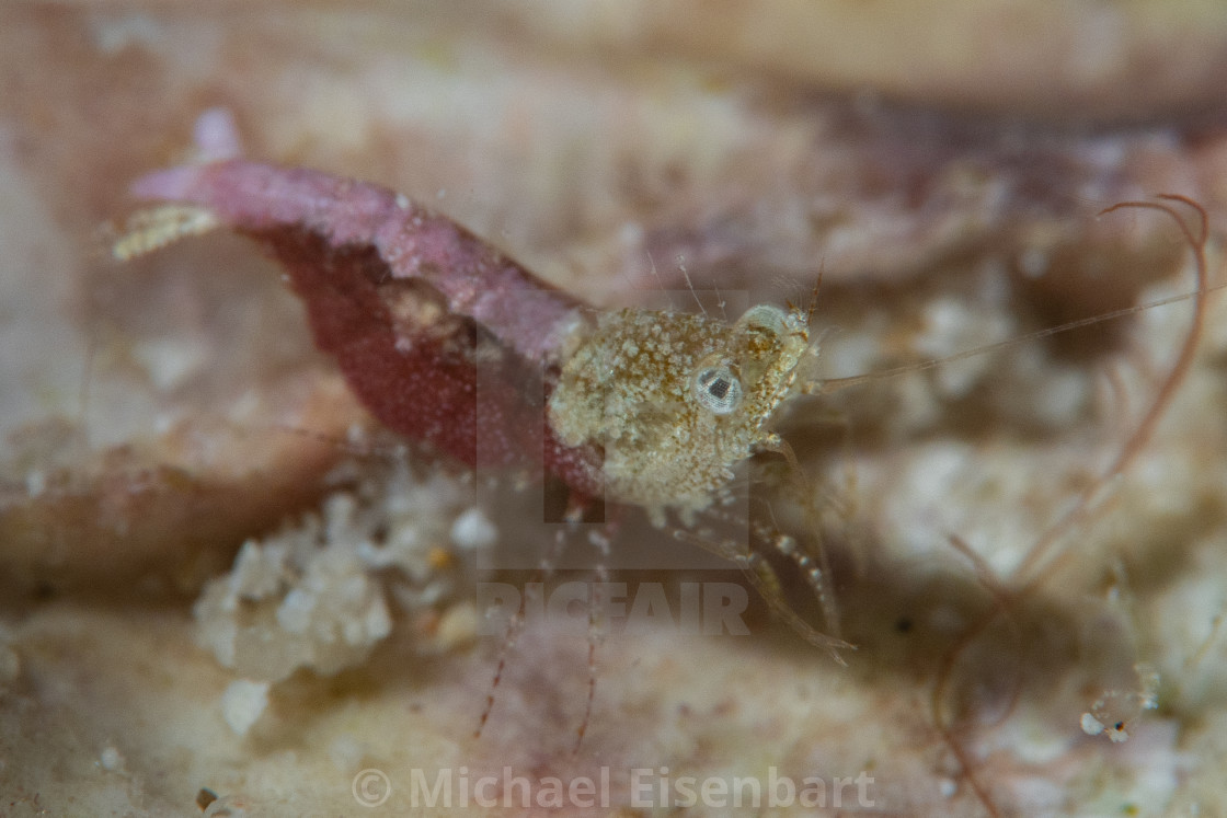 "Sashimi Shrimp / Hippolytidae sp." stock image