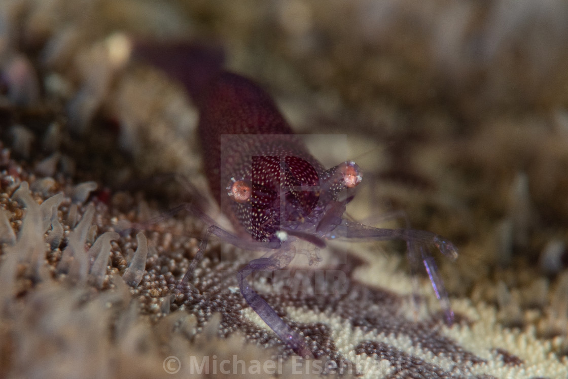 "Sea Star Shrimp / Zenopontonia soror" stock image