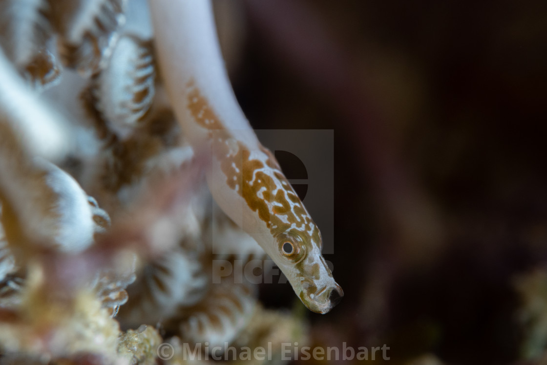 "Spotted Xenia-Pipefish / Siokunichthys herrei" stock image